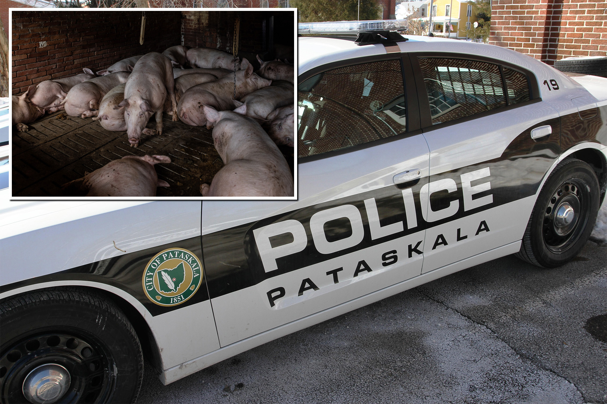 Ohio Woman, 75, Fatally Attacked and Partially Eaten by Neighbor's Pigs on Christmas Day