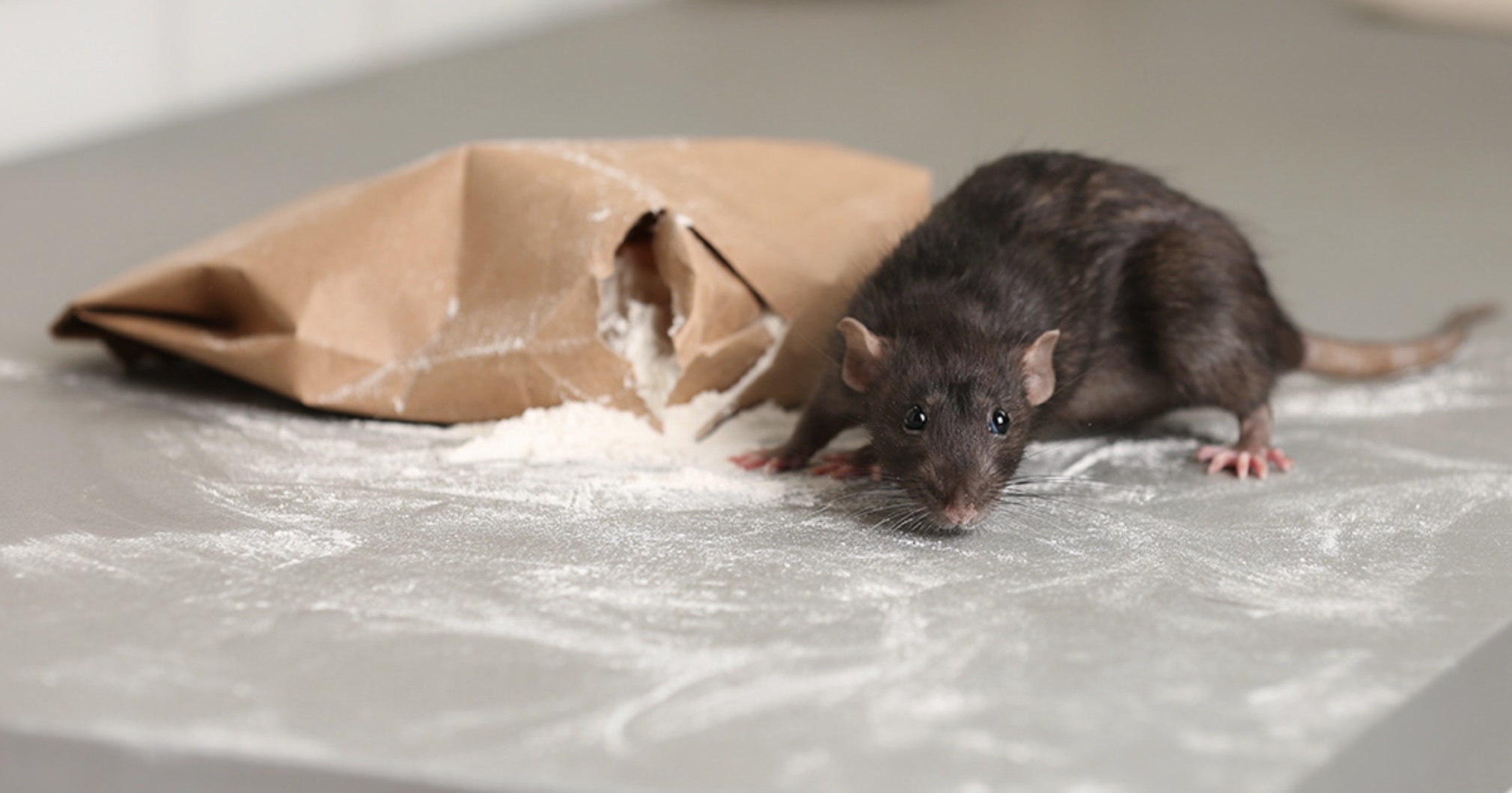 Rats Raid Police Evidence Lockers, Getting High On Seized Drugs and Blowing Holes In Criminal Cases