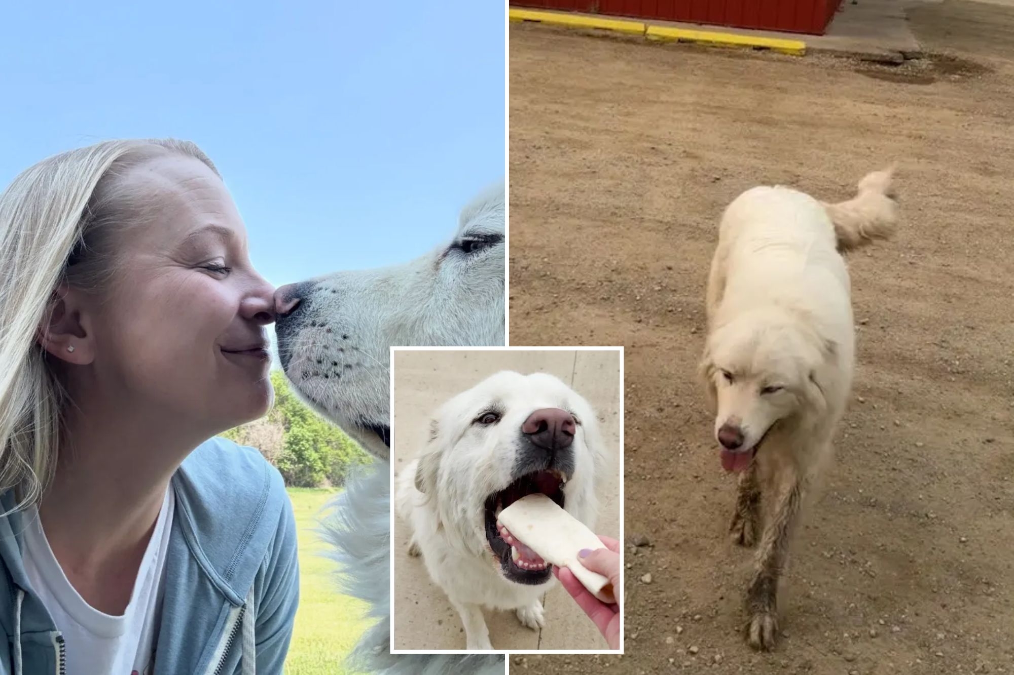 Burrito-Loving Dog Treks Five Miles Overnight Without Owner for Free Treat