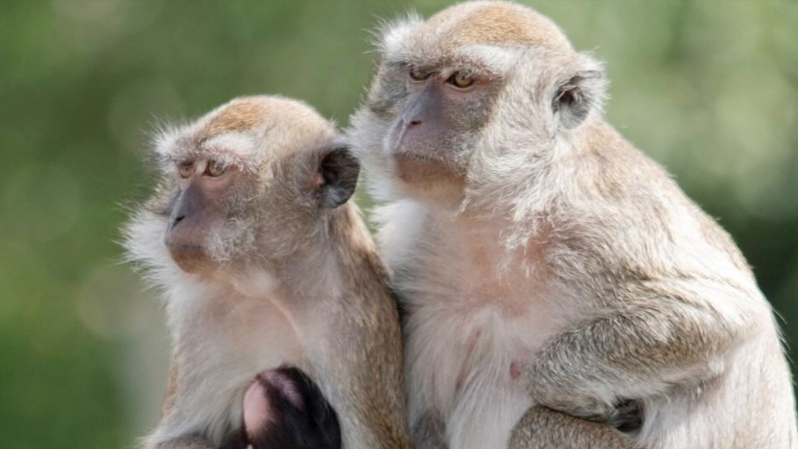 Monkey Business: Police Issue Warning as 40 Primates Break Free from Research Facility